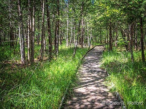 Purdon Boardwalk_DSCF05372.jpg - Photographed in the Purdon Conservation Area near Lanark, Ontario, Canada.